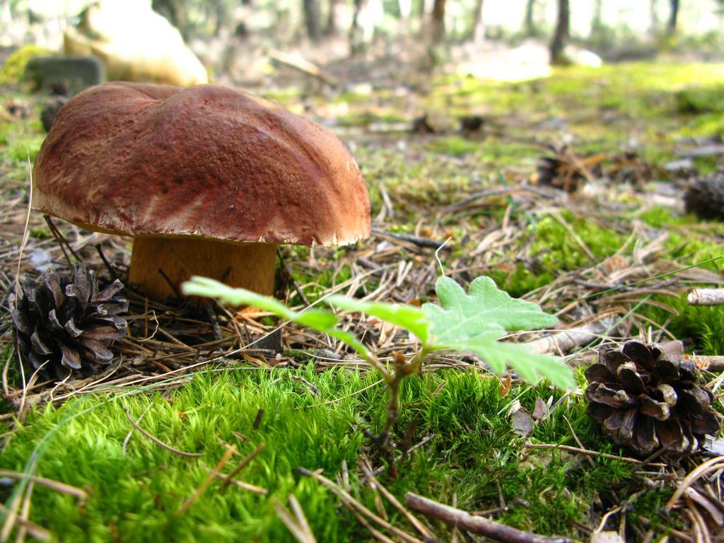 Hosteria Camino Luyego de Somoza Εξωτερικό φωτογραφία